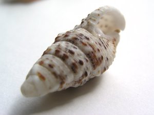 画像1: 貝殻5