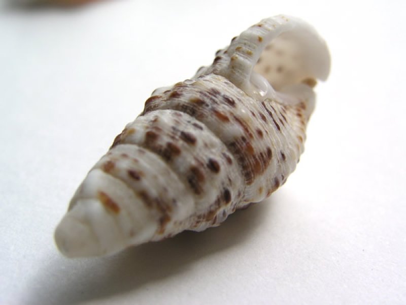 画像1: 写真たて-3