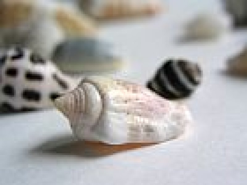 画像3: 貝殻(バリエーション2)