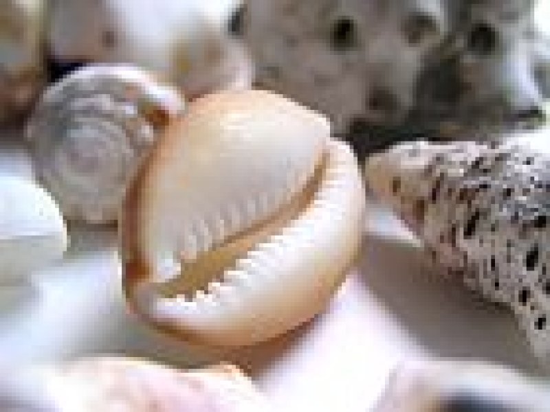 画像2: 貝殻(バリエーション2)