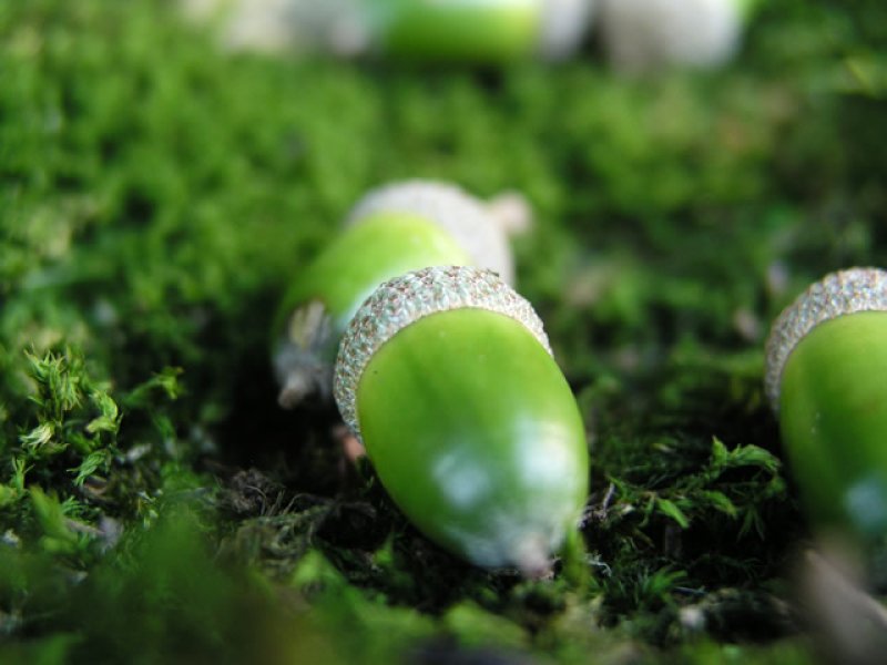 画像1: タイル44